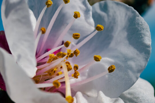 flores del campo