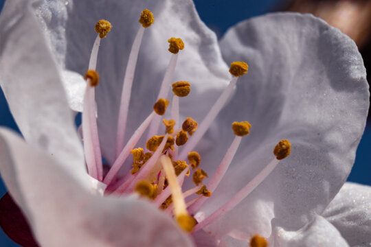 flores del campo