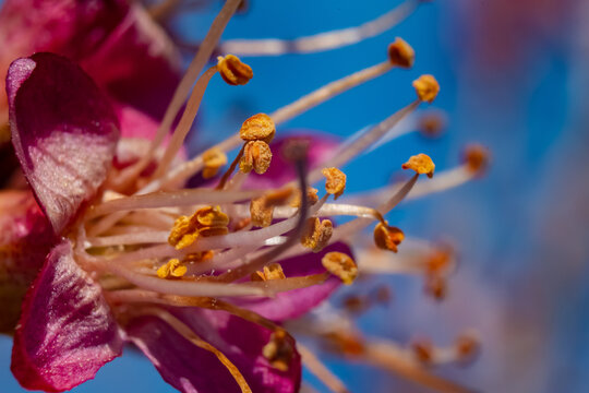 flores del campo