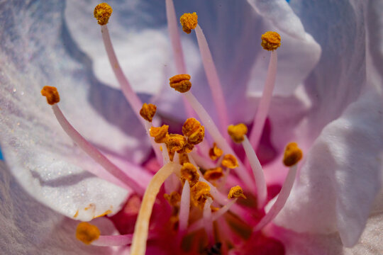 flores del campo