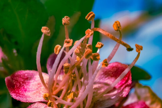 flores del campo