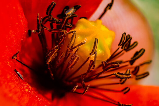 flores del campo
