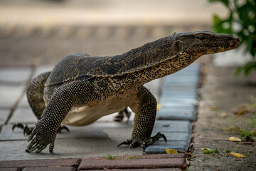 Komodo dragon in Lumpini Park, Bangkok