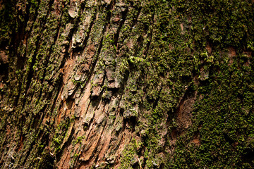 Arbol