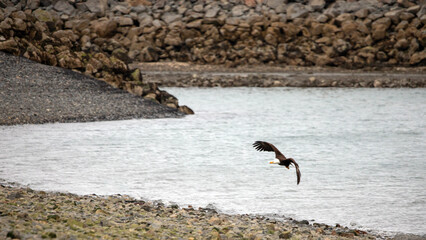 American bald eagle with outstretched wings flying low in Homer Alaska United States