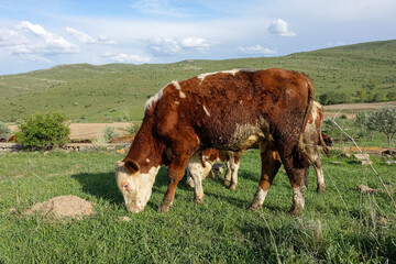 sacrificial cattle spread in the pasture, cattle fed for the Islamic faith and sacrifice,cattle...