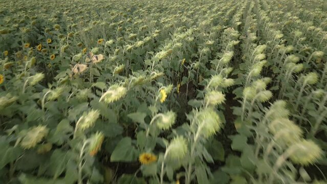 Aerial drone footage flying above of green field of sunflowers, ready to be harvested. High quality 4k footage