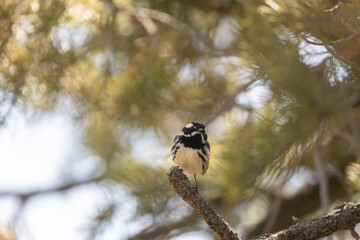 A black-throated grey warbler is perched on the branch of a pinyon pine tree looking out into the forest with out of focus branches in the background.