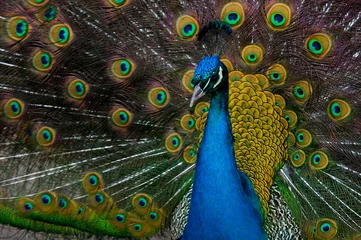 Foto op Canvas Close up of Peacock with tail feathers open © Designpics