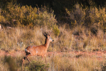 Close-up of a male roe deer walking at sunset