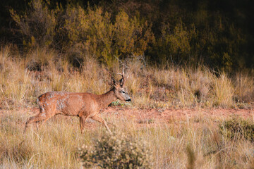 Naklejka na ściany i meble Close-up of a male roe deer walking in the field