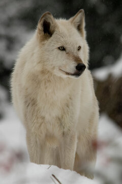 Light color Gray Wolf in Snow