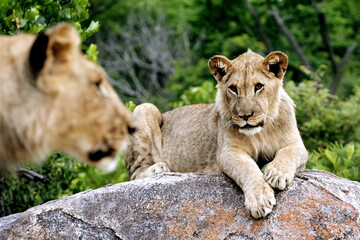 A young lion looking at his brother.