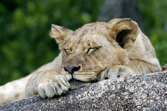 A young female lion sleeping.