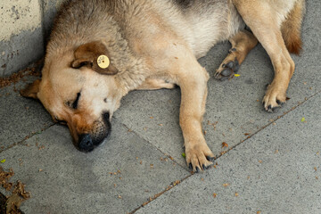 Homeless dog sleeps on city street and smiles in his sleep