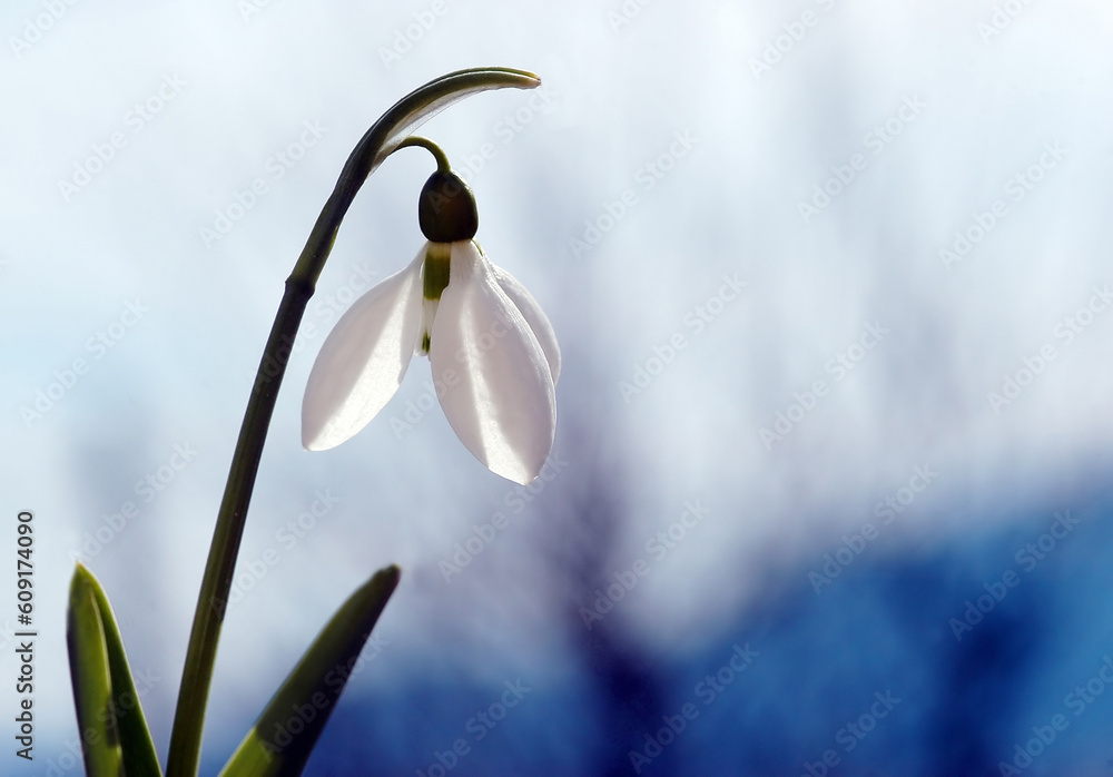 Canvas Prints snowdrop flower