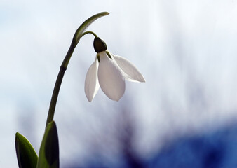 first snowdrop © Designpics