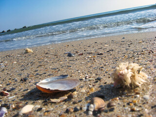 Big and small colorful shells on the beach under the clear blue sky