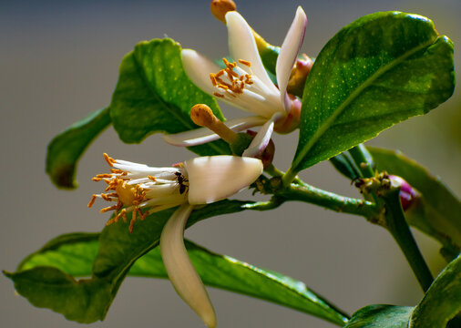 hormiga en flor