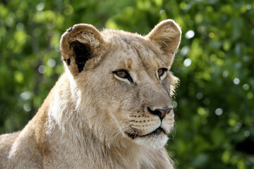 A young male lion.