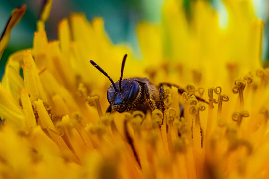 abeja