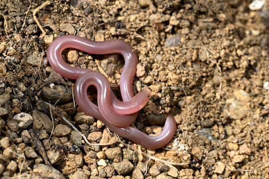 Bl&ouml;dauge, Wurmschlange // European blind snake, European worm snake (Xerotyphlops vermicularis) - Griechenland // Greece