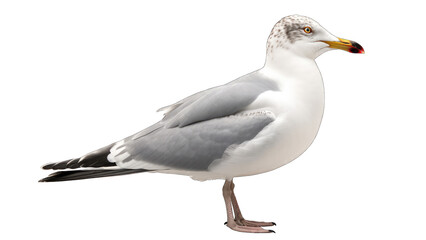Seagull isolated on transparent background created with generative AI technology