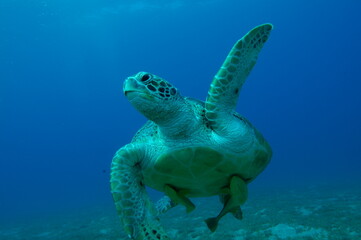Obraz na płótnie Canvas Turtle