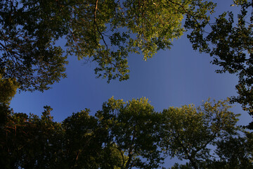 In the forest