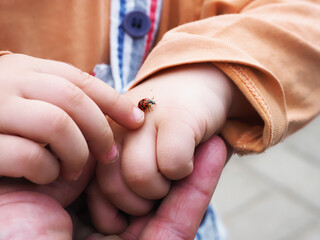 Little boy holding a ladybug in his hand, close-up