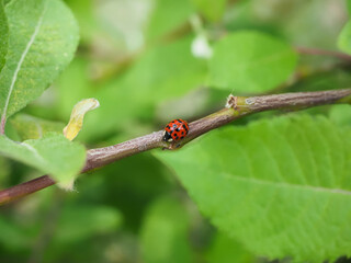 ladybug on green leaf in the wild, closeup of photo