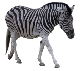 Foto op Plexiglas Zebra © Elena Schweitzer