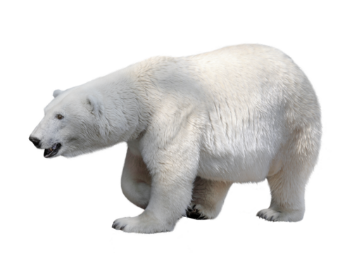 Polar bear.