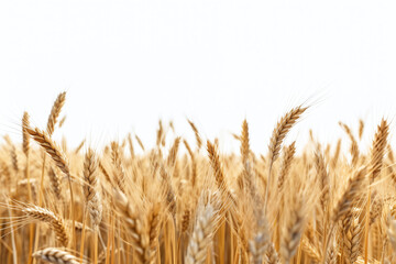 Fototapeta premium field of wheat. Generative AI