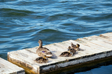 duck and ducklings are lying on the bridge on the lake
