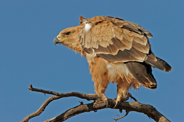 Tawny eagle perched on a branch, South Africa