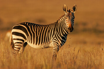 Cape Mountain Zebra in natural habitat, Mountain Zebra National Park, South Africa