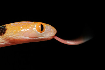 Close-up portrait of a tiger snake with tongue flicking