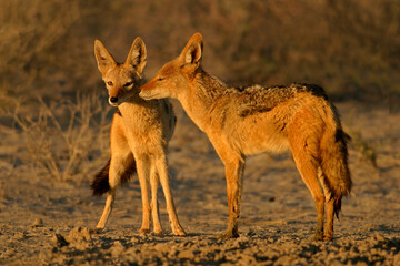 Interaction between two Black-backed Jackals, Kgalagadi National park, South Africa
