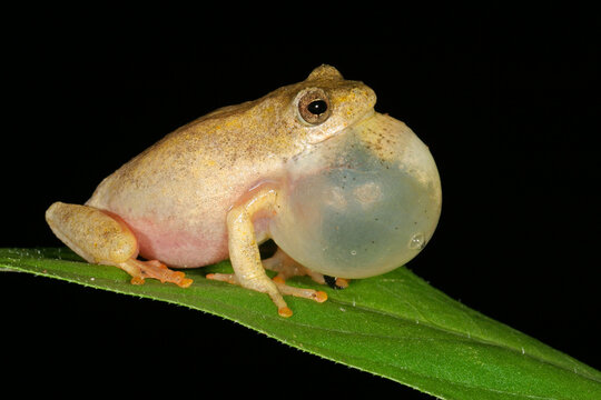 Male painted reed frog calling during the night