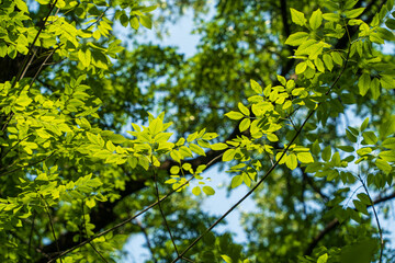 green leaves on a day