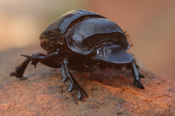 Goliath Dung Beetle