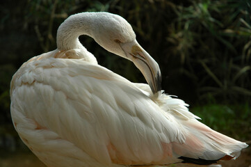 Fototapeta premium Flamingo cleaning feathers