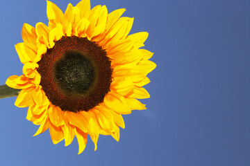 Obraz premium Sunflower and blue sky