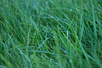 Green grass close-up for texture or background