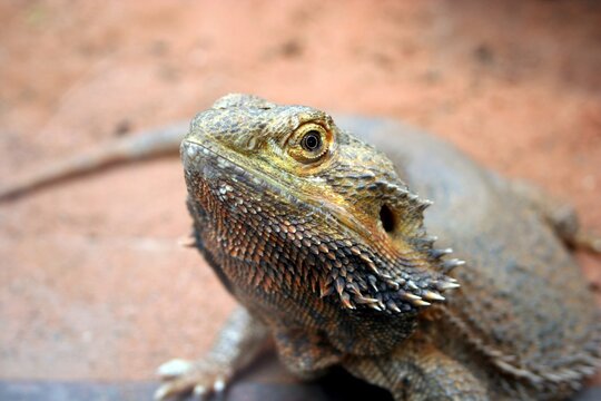 A Lizard eyeing you over.