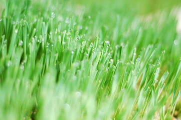 Fototapeta na wymiar morning dew drops on blades of wheatgrass