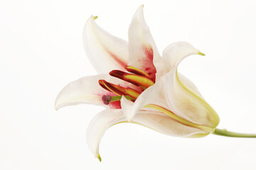 Colourfull Lilly isolated on white background