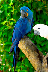 Obraz premium Indigo parrot.