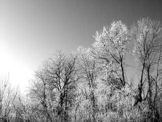 Frost and fog create a silver image